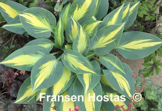 Hosta Magic Island